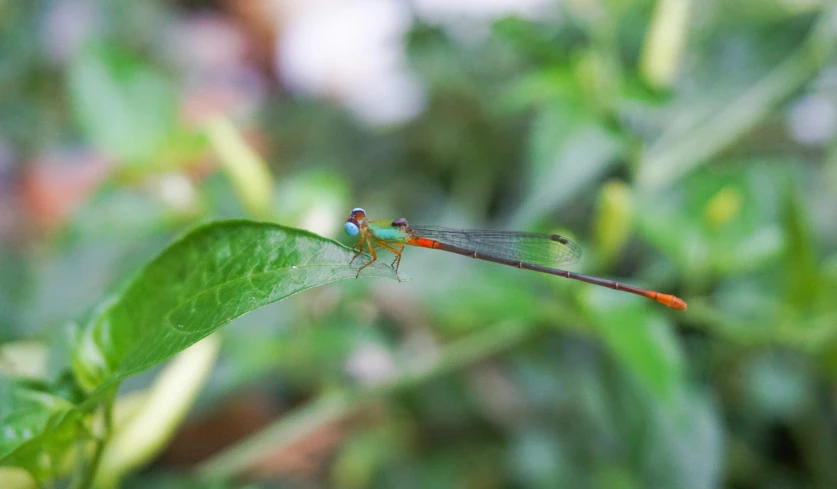 red and blue dragonfly sitting on a green leaf