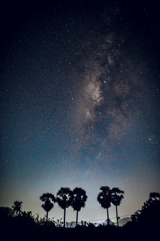 three palm trees in a forest under a night sky with stars