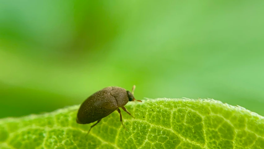 an image of an insect on green leaves