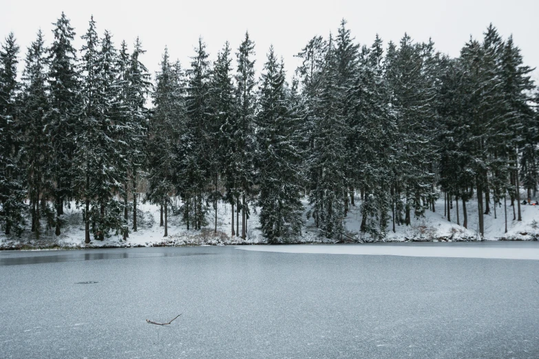 some tall trees sitting next to the snow covered water