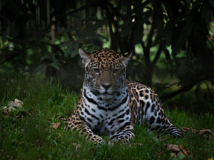 a very pretty leopard laying in the grass