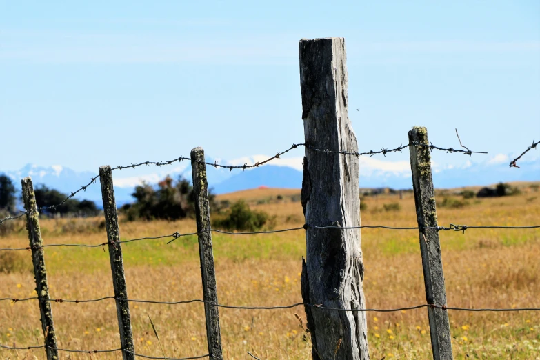 the grass is green and brown by the fence