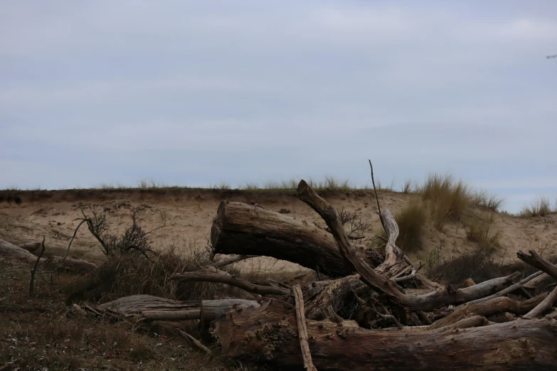 an old log on the beach by the shore