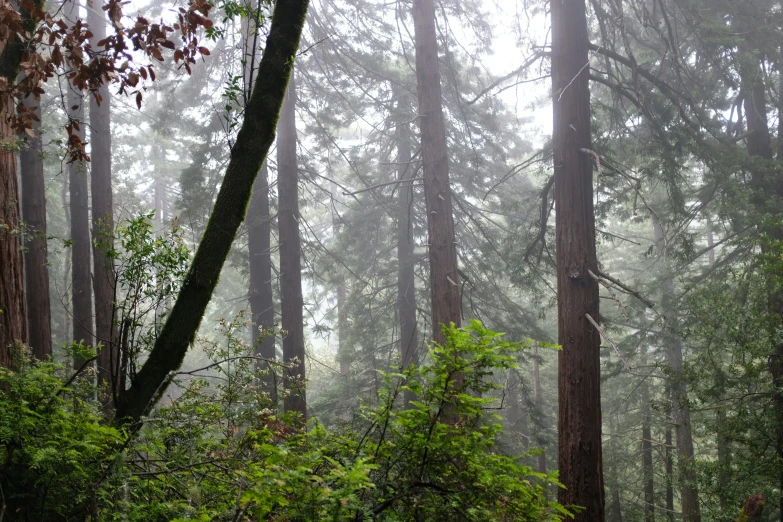 misty green, heavily forest with thick trees