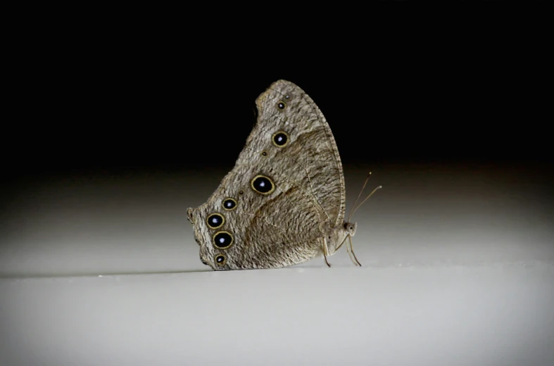 the underside of a brown and black erfly