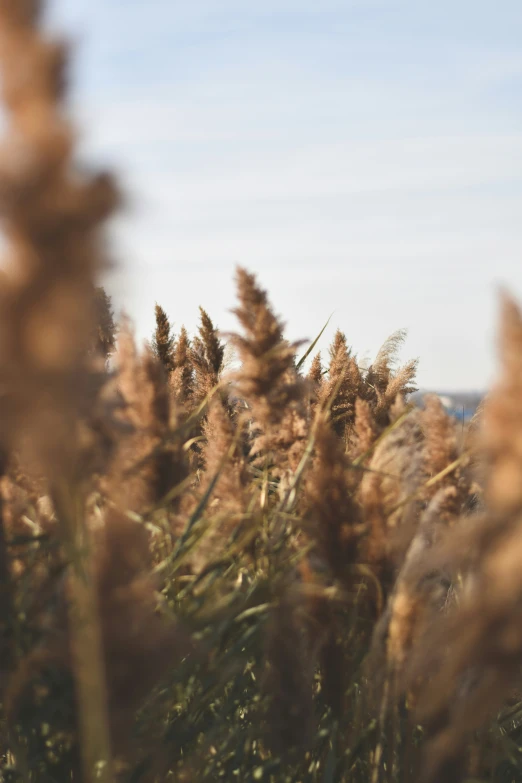 a field with some very tall plants growing in it