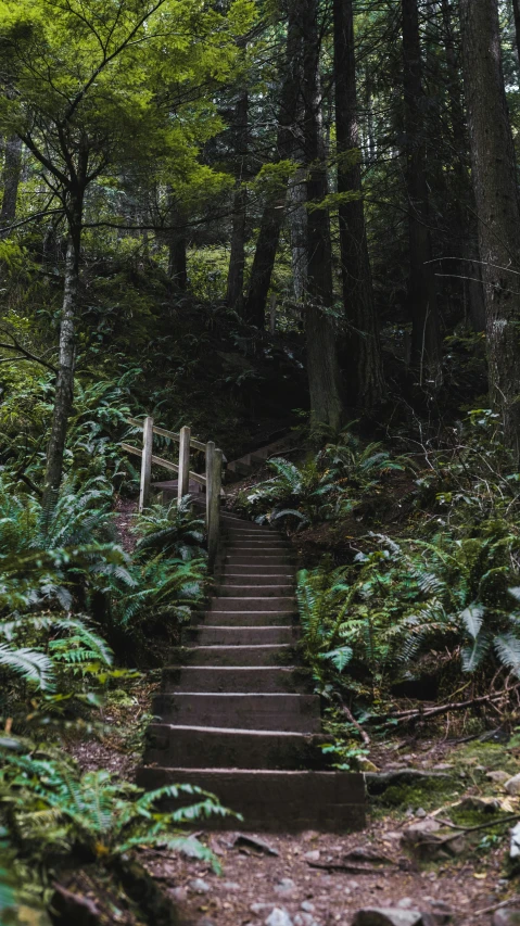a set of steps leading up in the woods