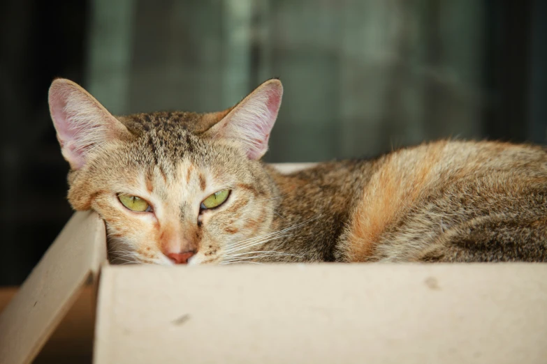 an image of a cat that is laying down