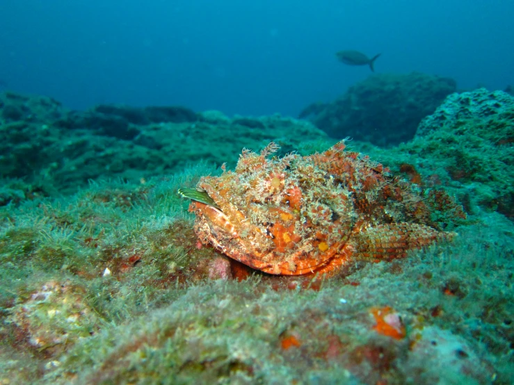 a close up of an ocean slug on the sea floor