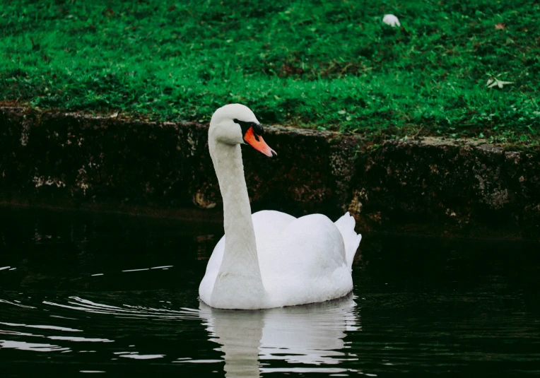 a white swan is swimming in the water