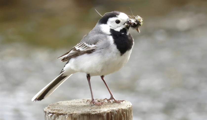 a black and white bird with a piece of food in it's mouth