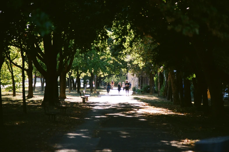 trees and people on a path in the middle of a park