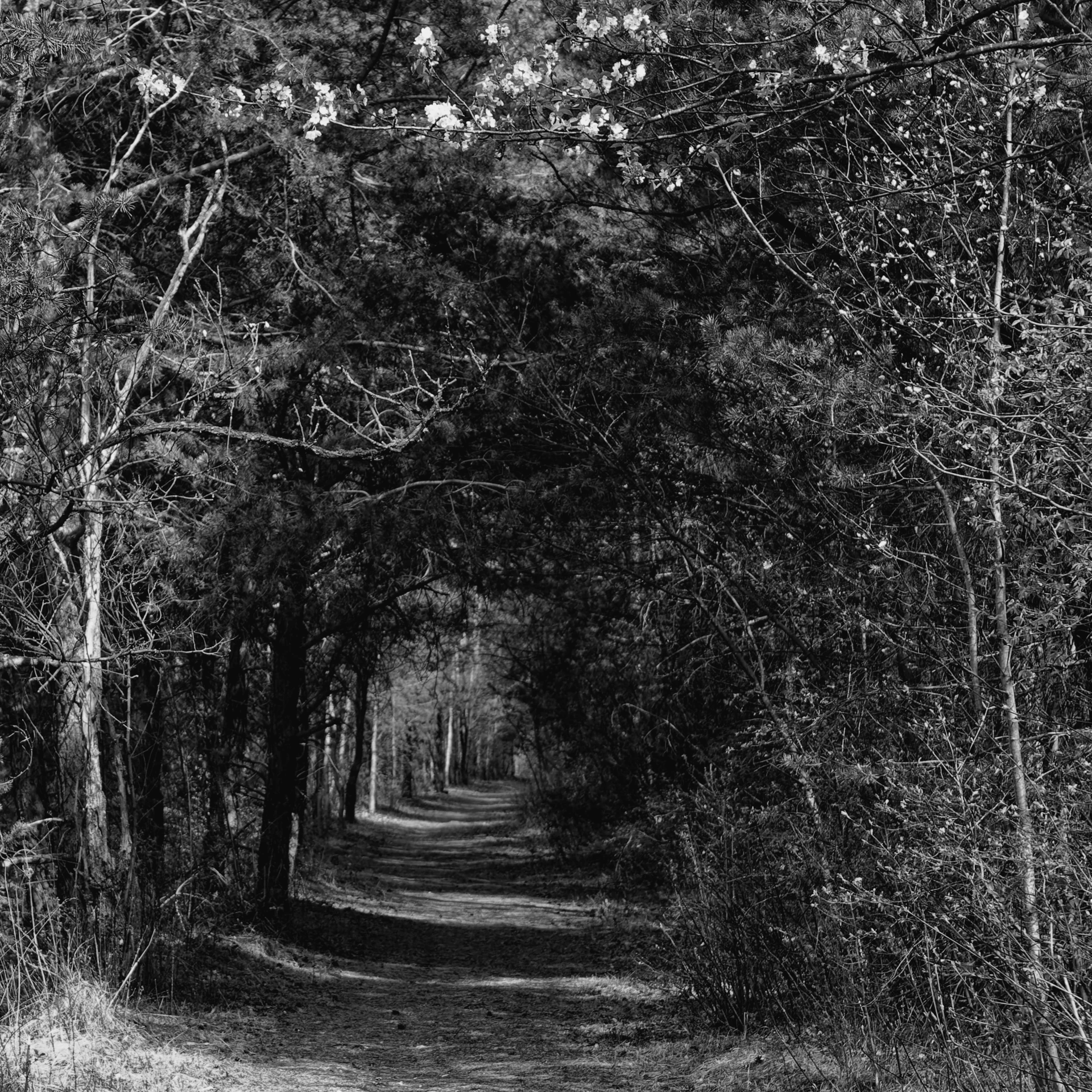 black and white po of tree lined path