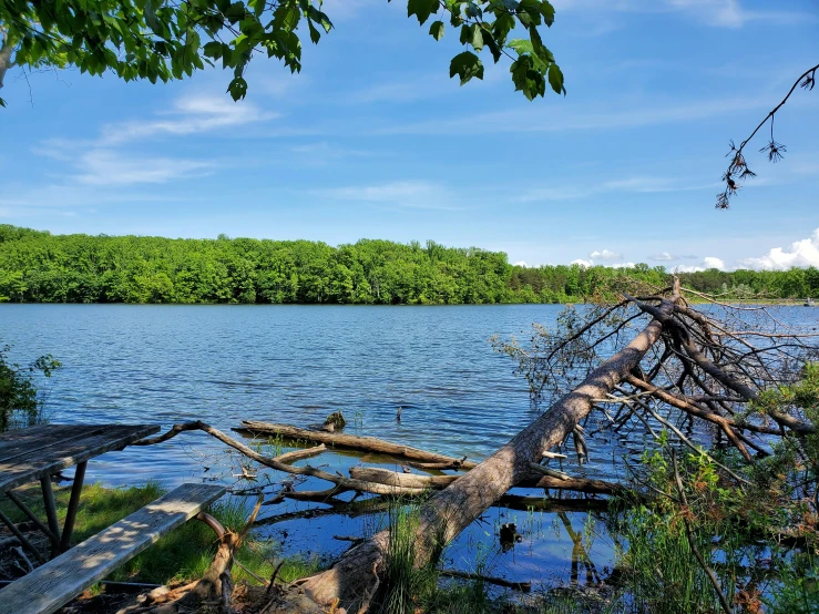 a fallen tree laying in the middle of a lake