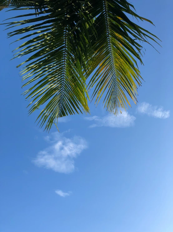 palm trees leaves and a cloud in the sky