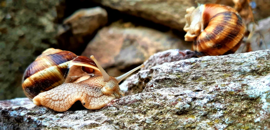 two snails climbing up on a large rock