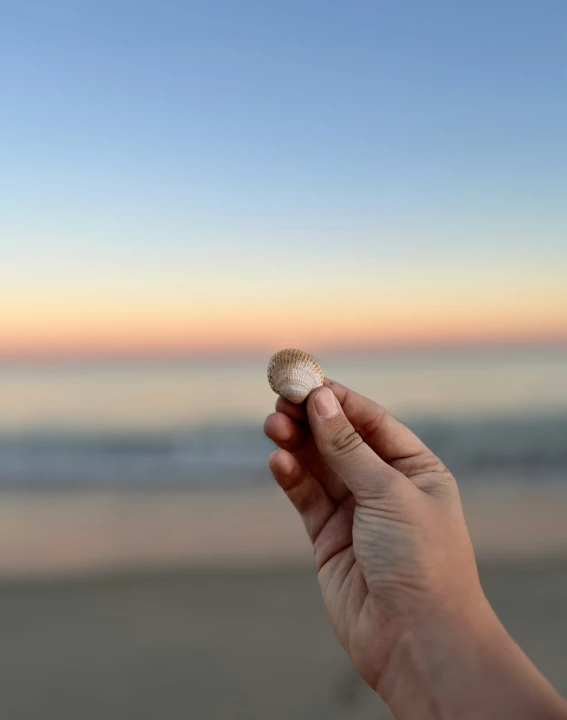 a hand holding a tiny seashell on the sand