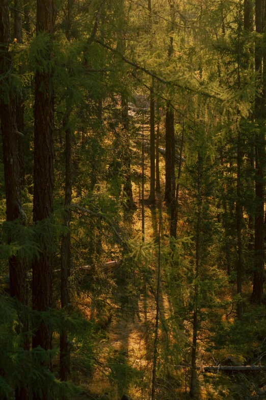 the sun rays through the trees in a forest