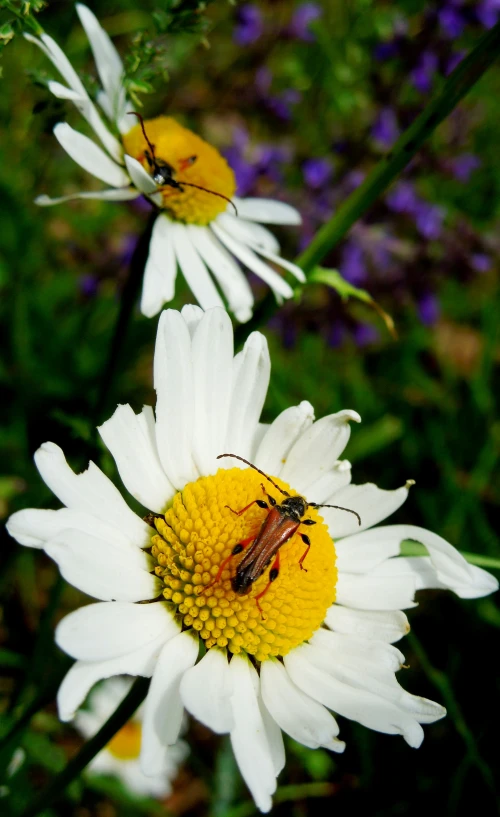 two bees are on some white and yellow flowers