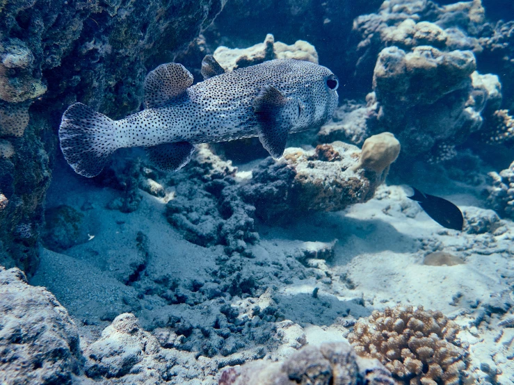 an underwater fish near a bunch of corals