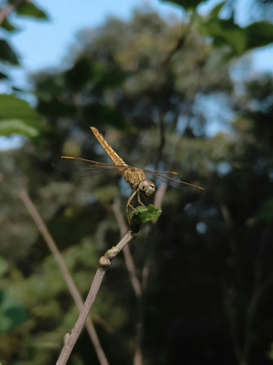 a large insect is sitting on a nch