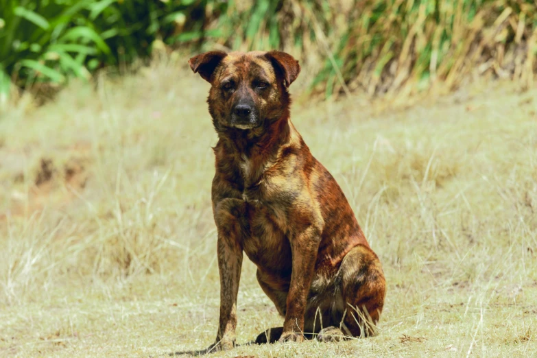 a dog in the middle of a field sitting