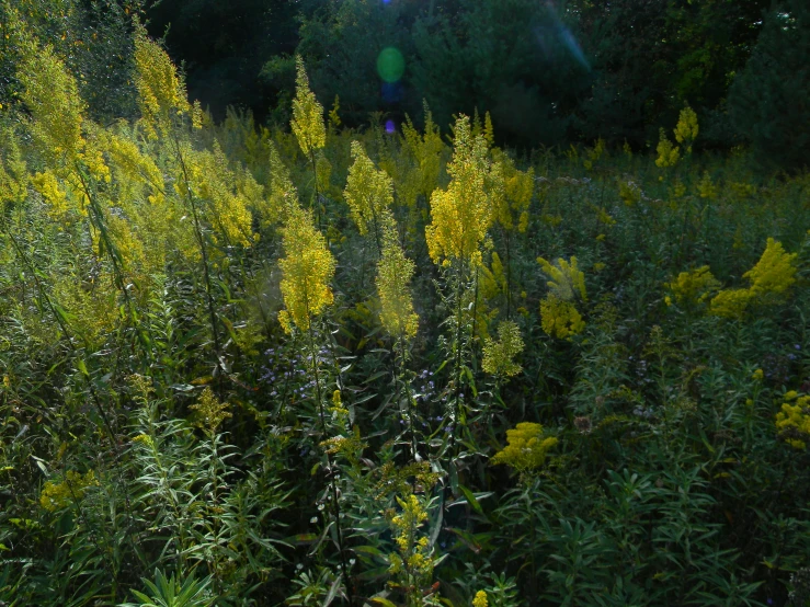 a grassy field full of tall yellow flowers