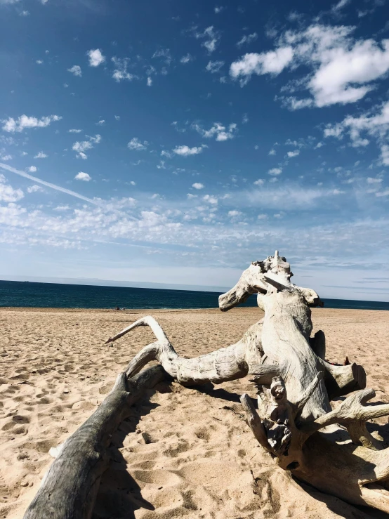 a sandy beach with a long thin tree trunk sticking out