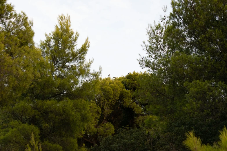 a group of trees in the woods with no leaves