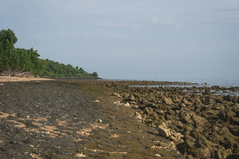 a person walking along the side of the ocean with a small group of birds