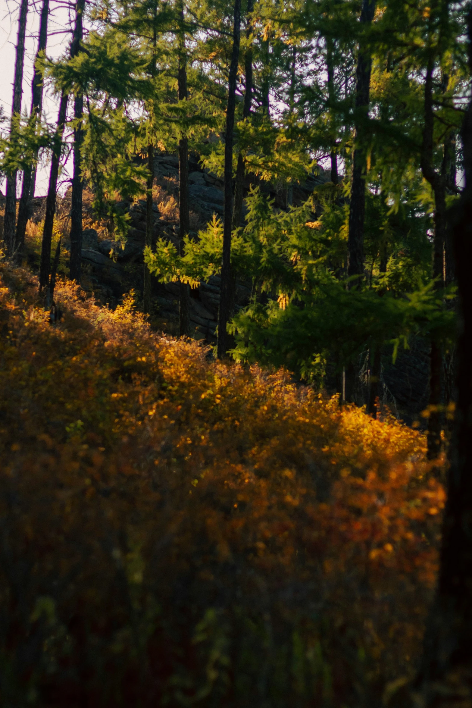 there are many trees that are standing in the woods