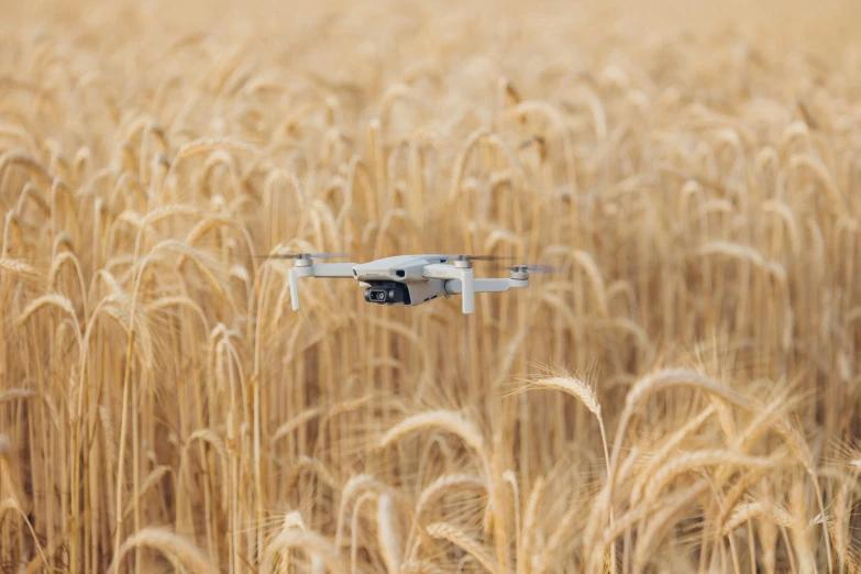 a small unmanned flying in the middle of a wheat field