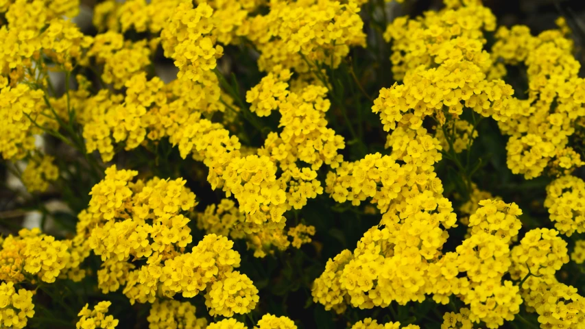 yellow flowers that are growing with green stems