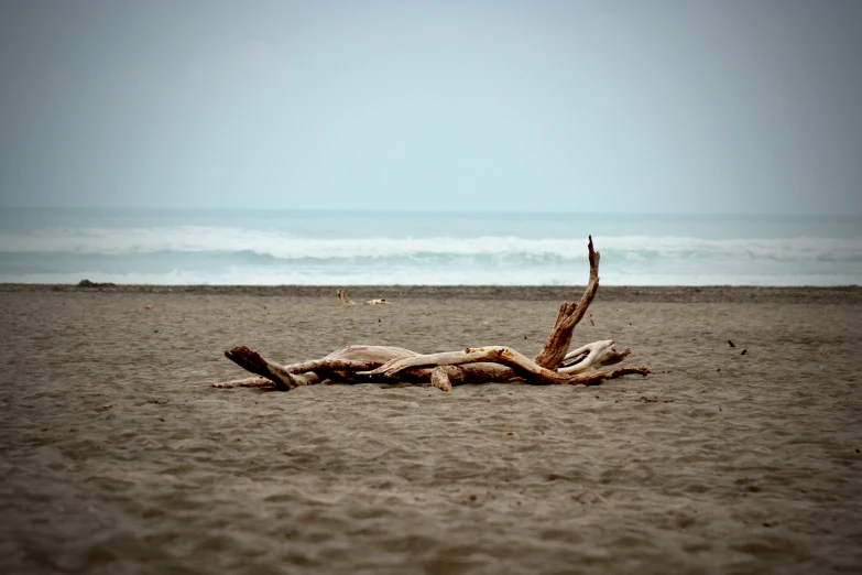 a large tree laying on top of a sandy beach