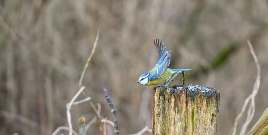 two birds sitting on a post in a marsh area