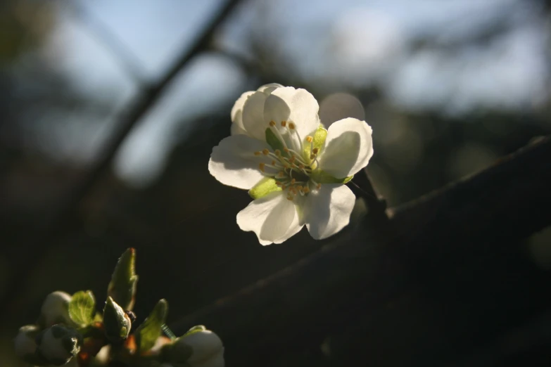 white flowers are blooming from the stem to the bud