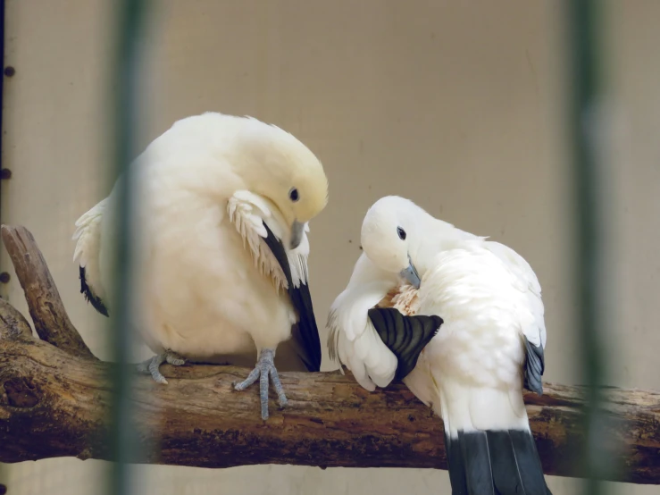 two white birds sit on a nch and one is pecking at another