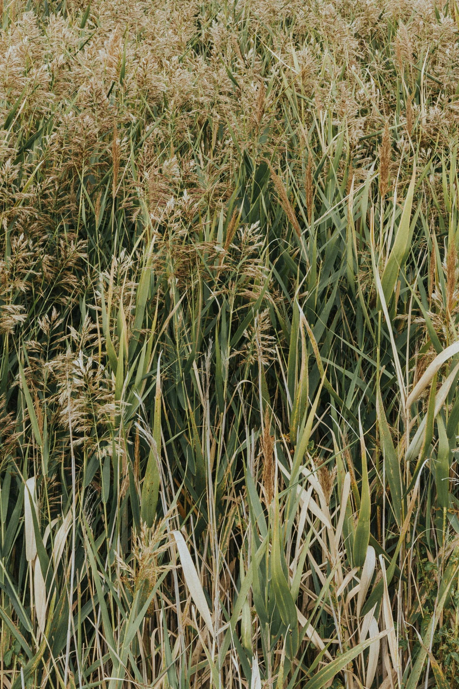 a field with tall grass with a cow in the middle