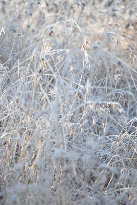 some very thin grass and nches with some snow on them