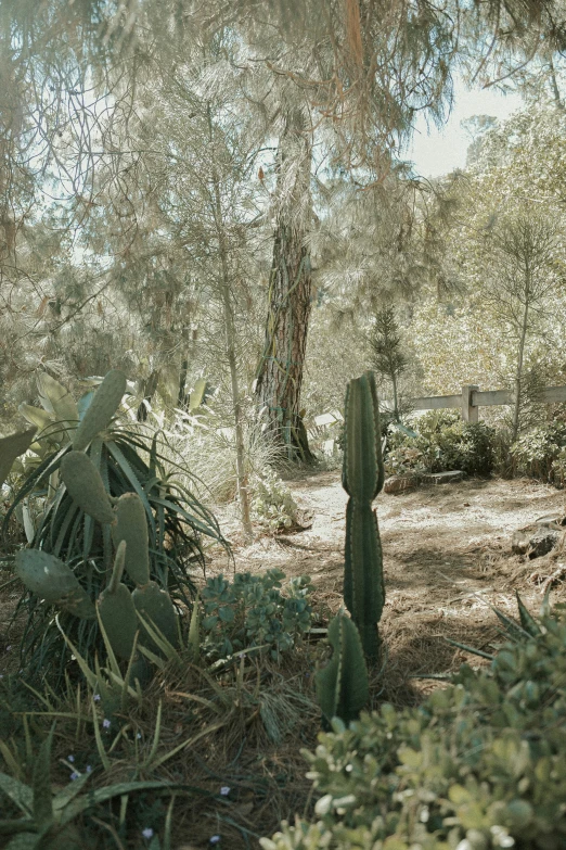 cactus plants and trees stand in the dirt at the edge of a trail