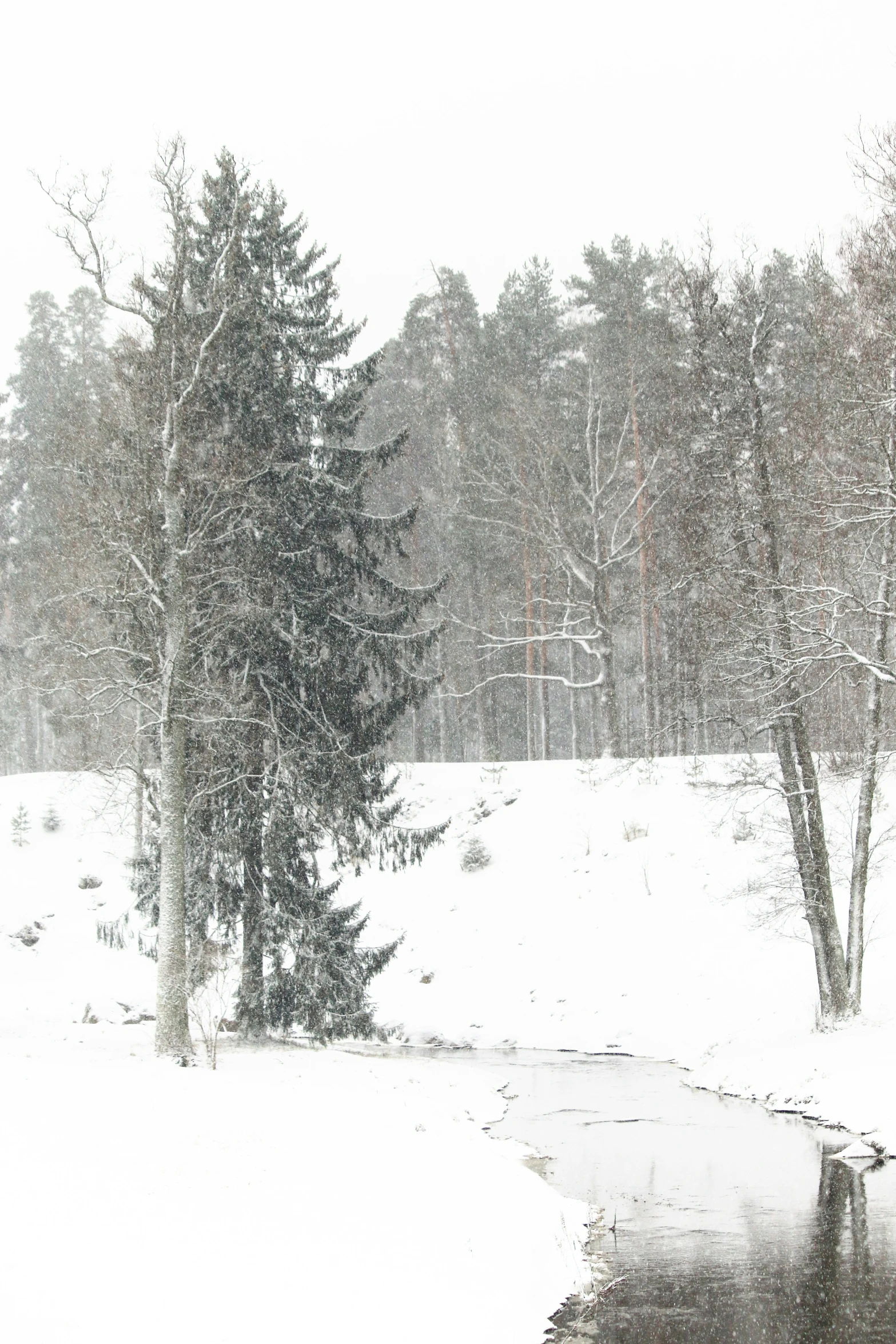 a snowy day with snow falling in to the woods