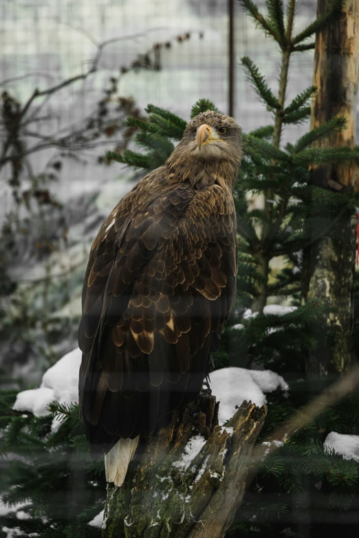 an eagle is standing in the middle of a snowy forest