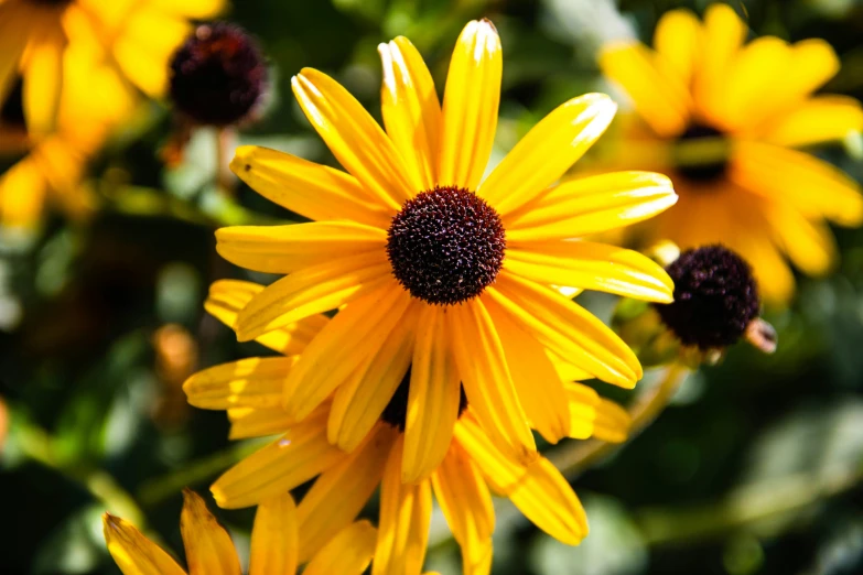 a bunch of sunflowers that are very bright yellow