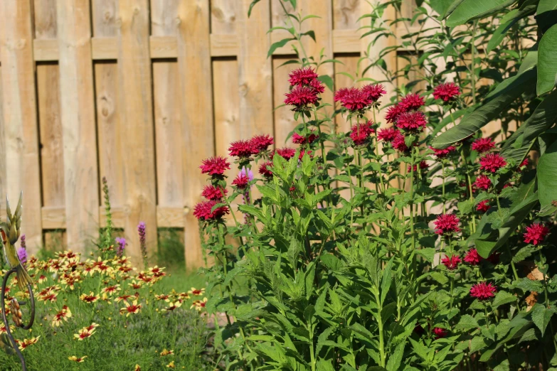 flowers growing in the garden in front of the fence