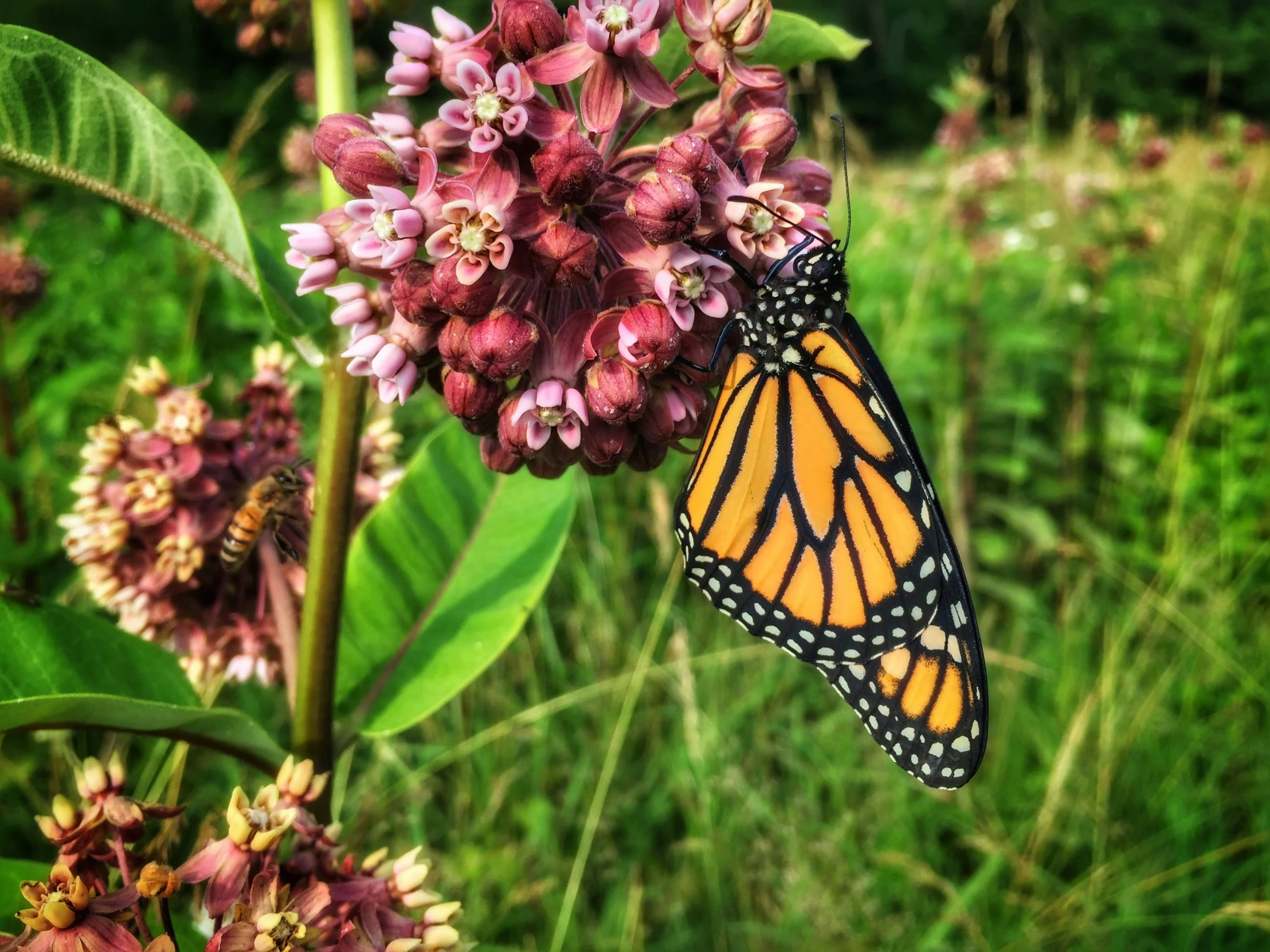 the monarch erfly is getting ready to hatch its nectars