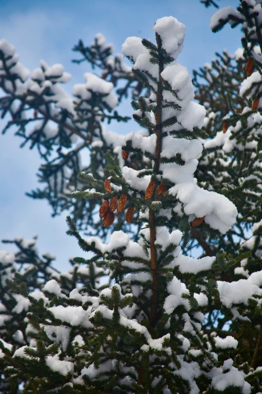 a group of pine cones are covered in snow