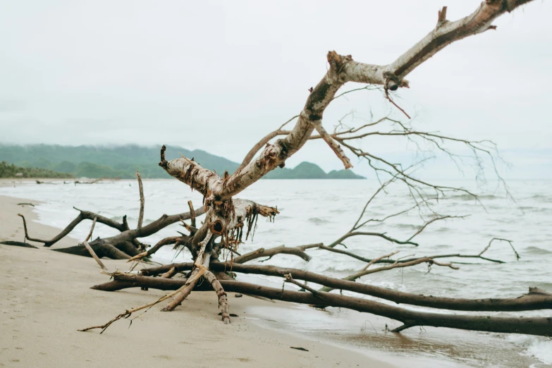 a tree that is laying on the beach