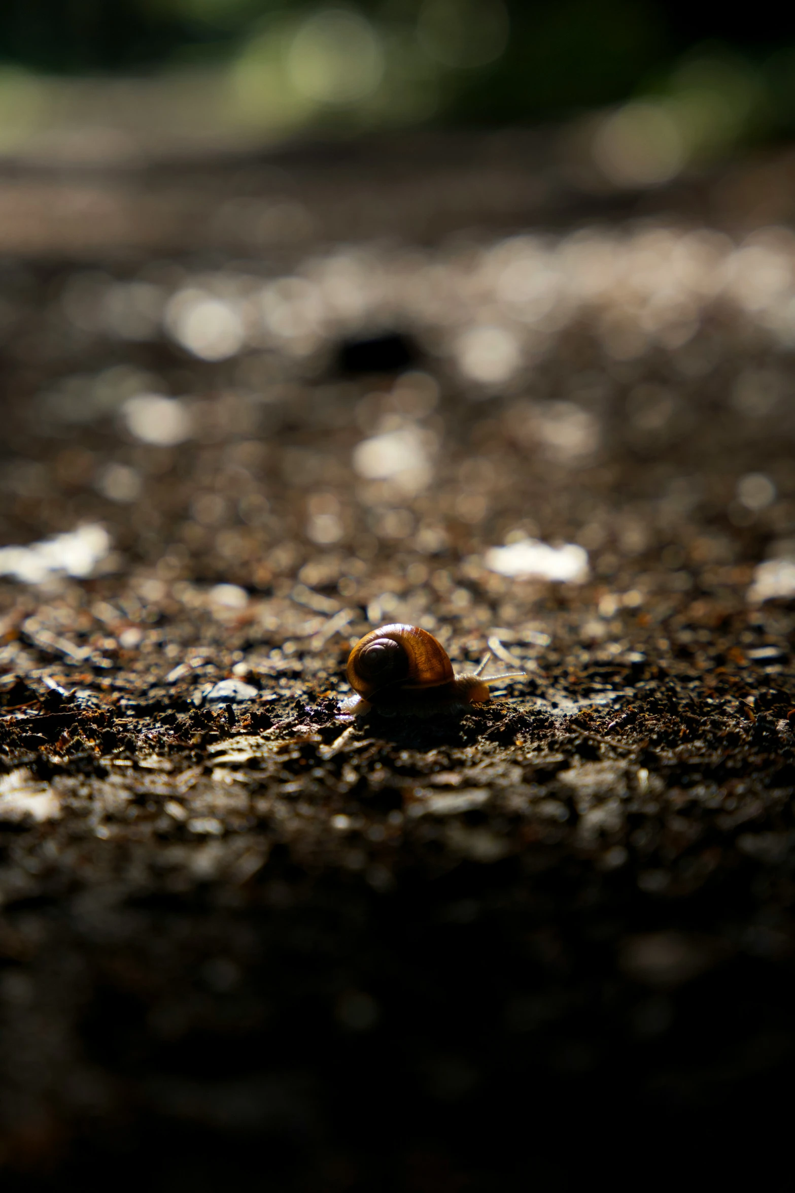 a snail walking in the middle of a sidewalk