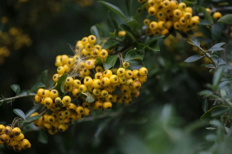 some very pretty yellow and brown flowers on a tree