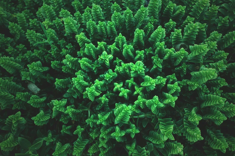 a very large tree with lots of green leaves